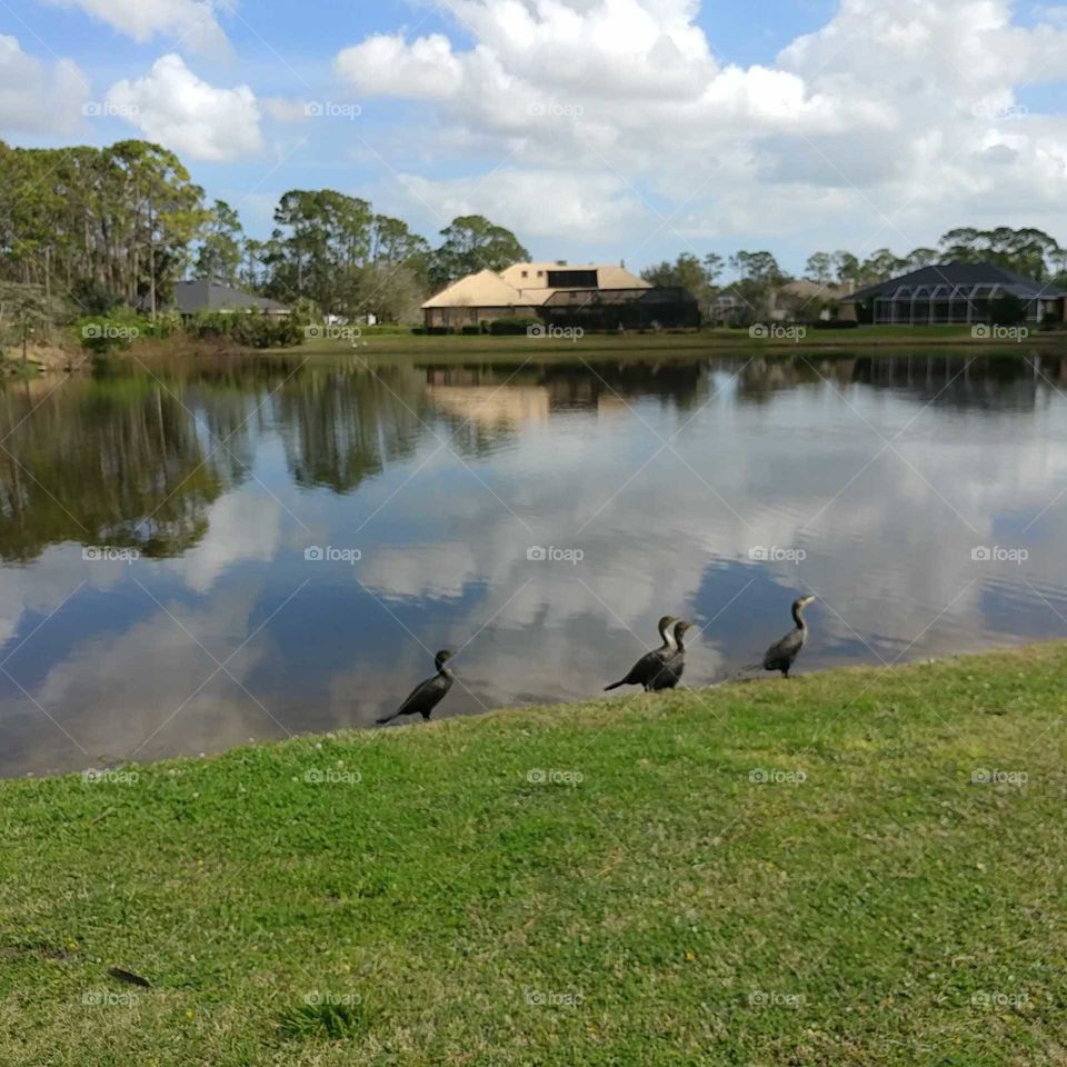 birds by lake