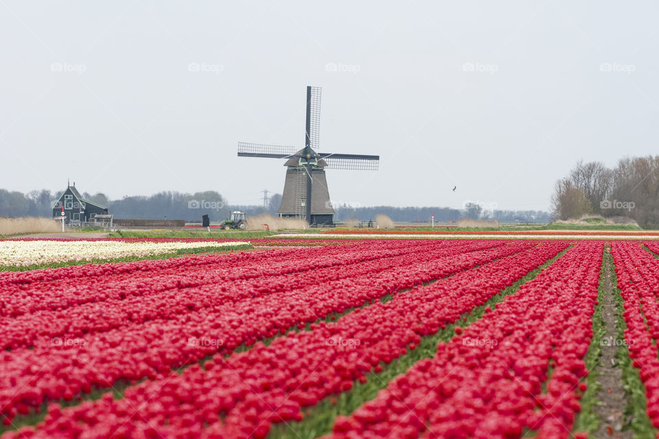 Composition on the example of a field with tulips (Netherlands)
