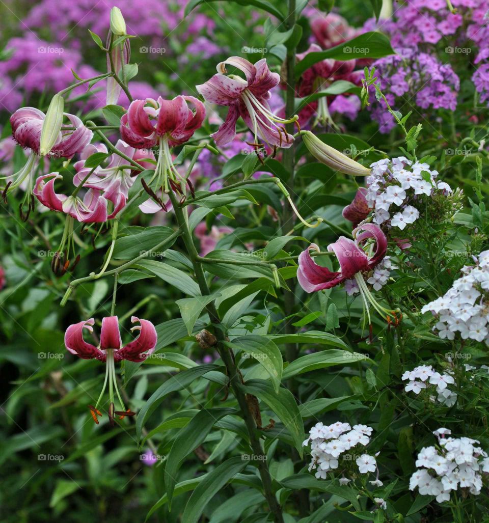 flowers