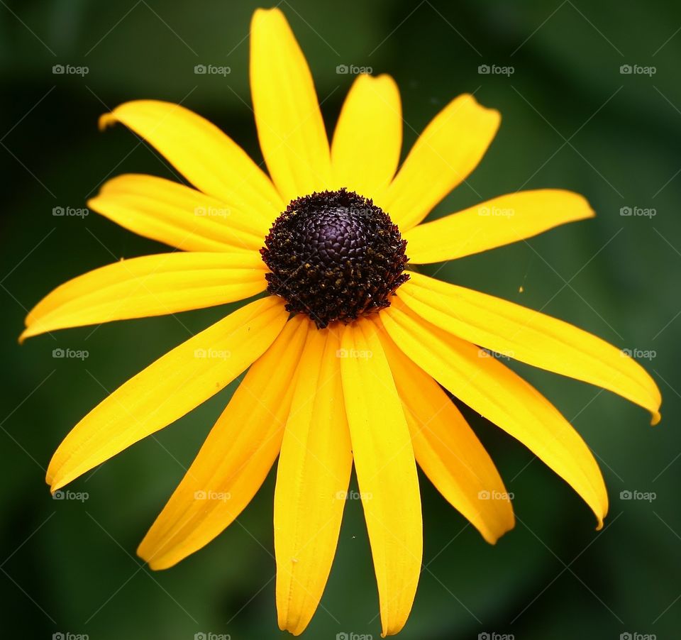 Black eyed Susan . The time to smell, and photograph, the flowers...😃