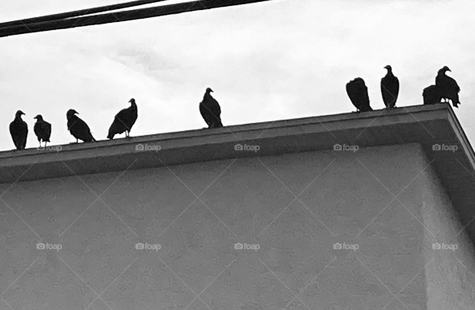 A flock of Black vultures perched on a building in Tarpon Springs Florida waiting for their next dinner.