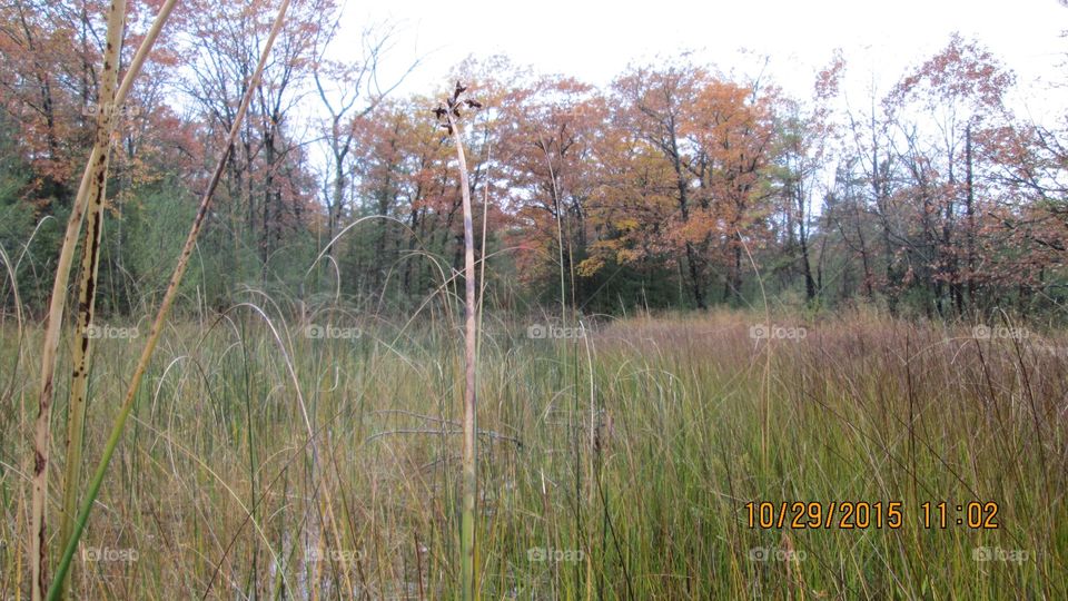 Northern Michigan 