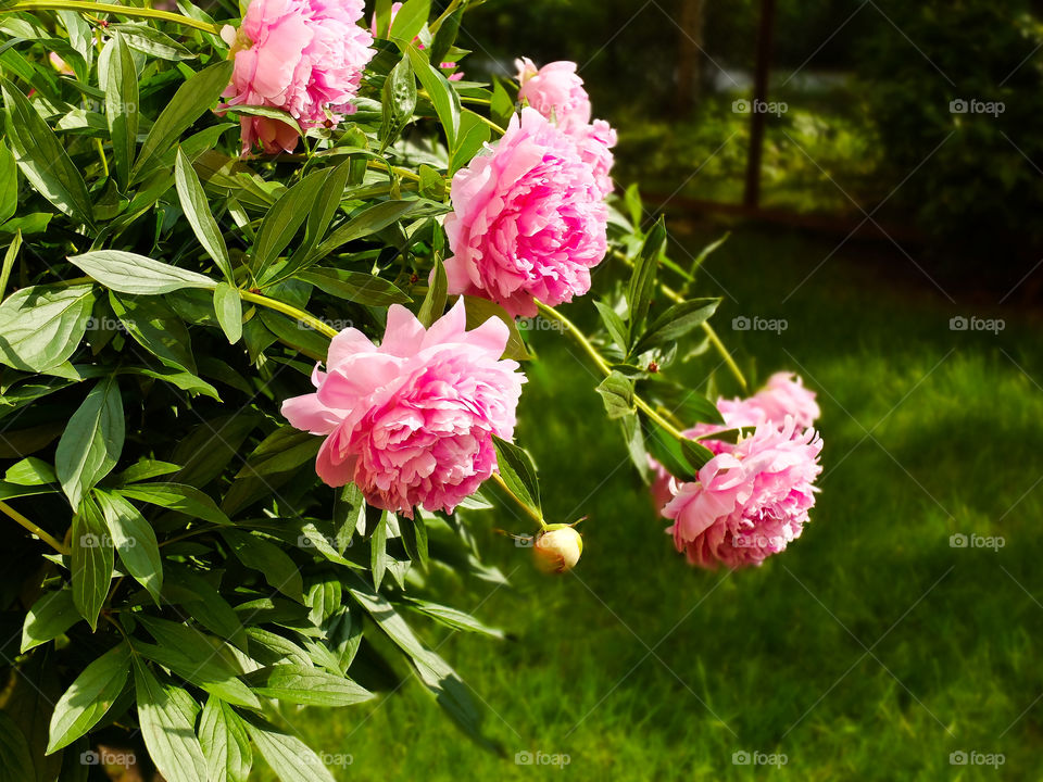 Pink peony 