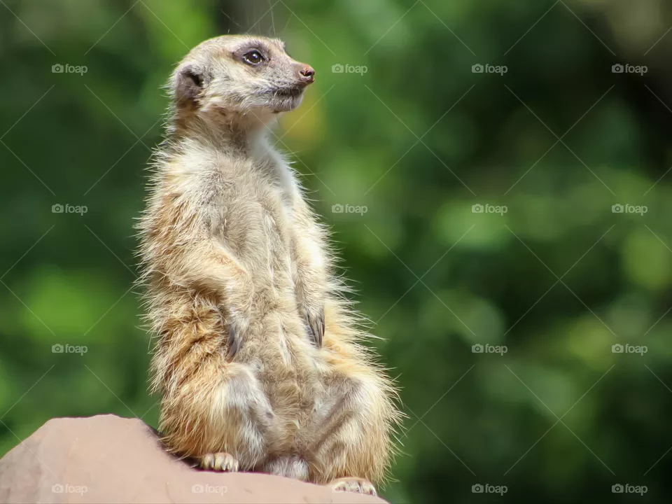 Meerkat sitting and watching