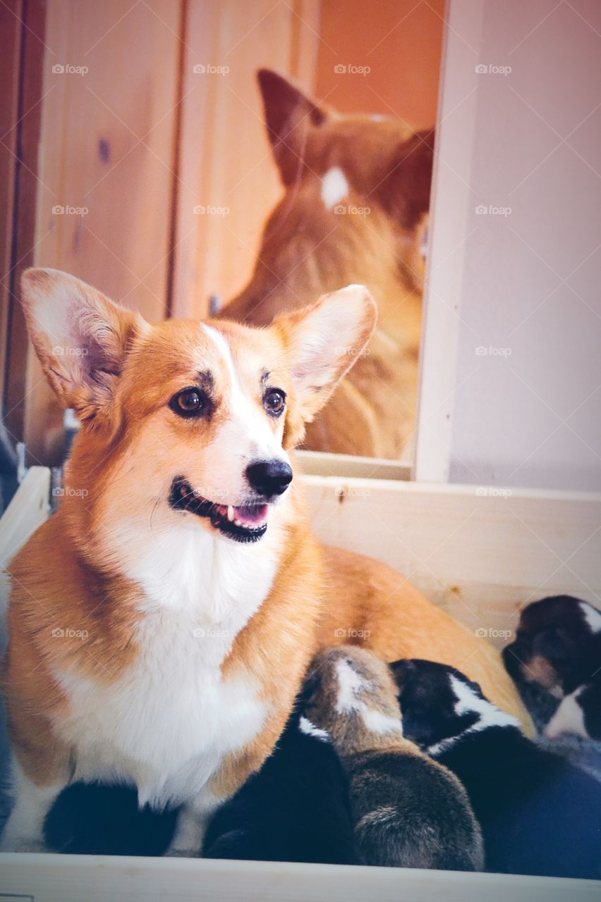 Welsh corgi mum with pups