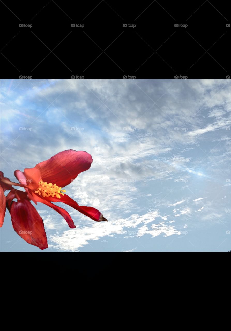 Red Flowers-Blue Sky