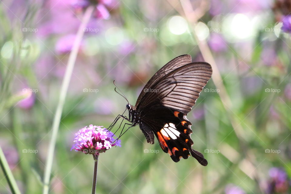 Bufferfly feeding
