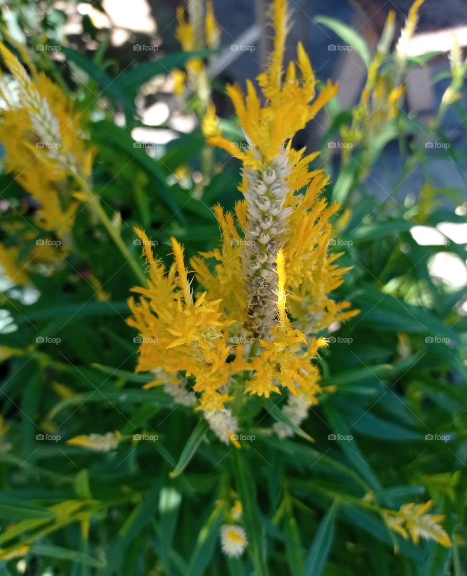 What is the name of this flower, can anyone answer or not ...