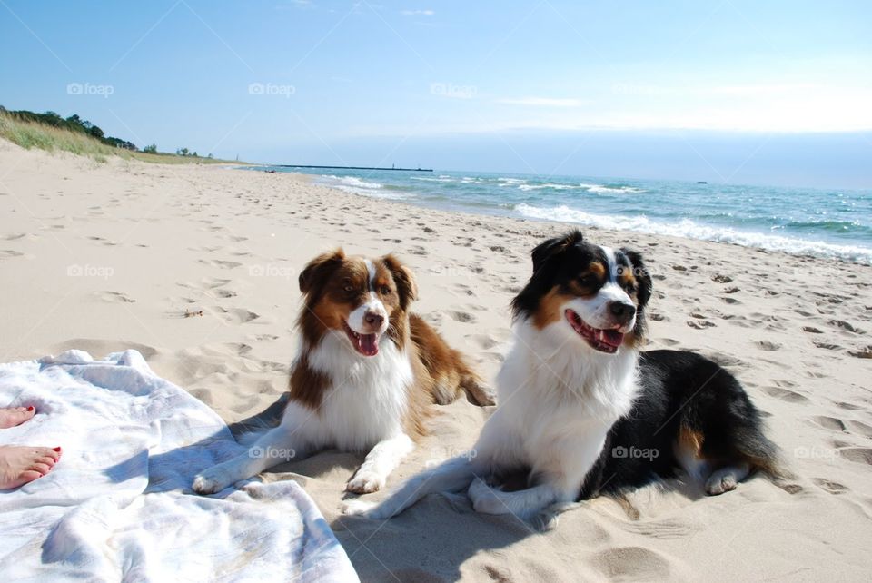 Dog day at the beach. Two Australian Shepherds pose on the beach along Lake Michigan