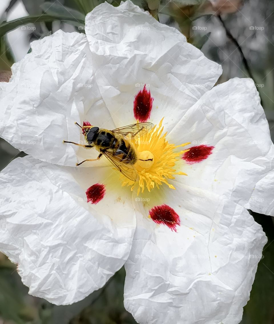 A honeybee on a white petaled gum rockrose flower