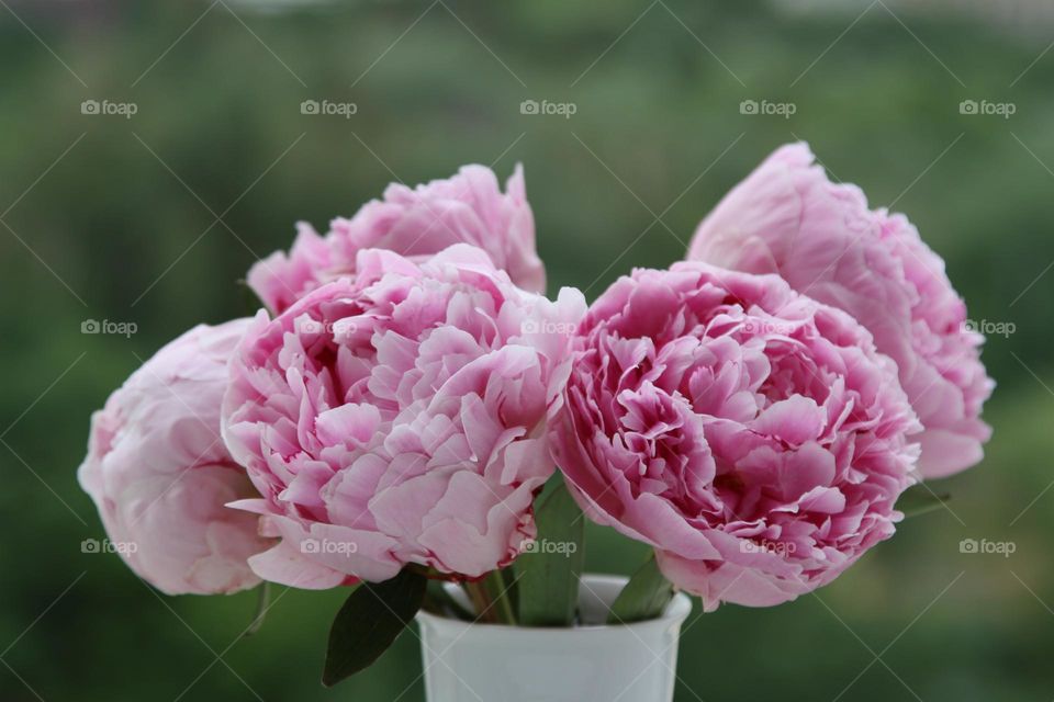 Peonies 