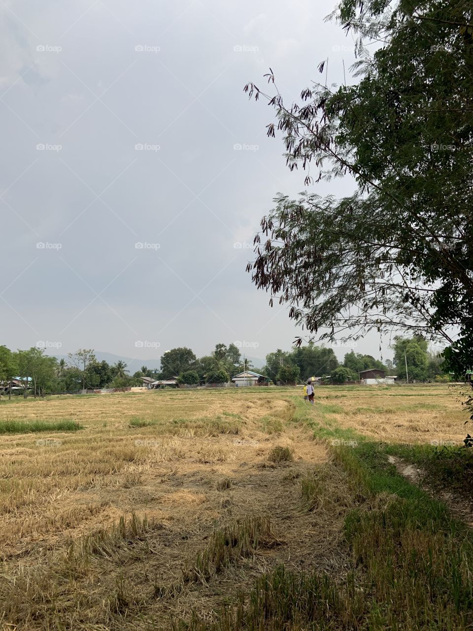 The signs of the harvest, Countryside (Thailand)