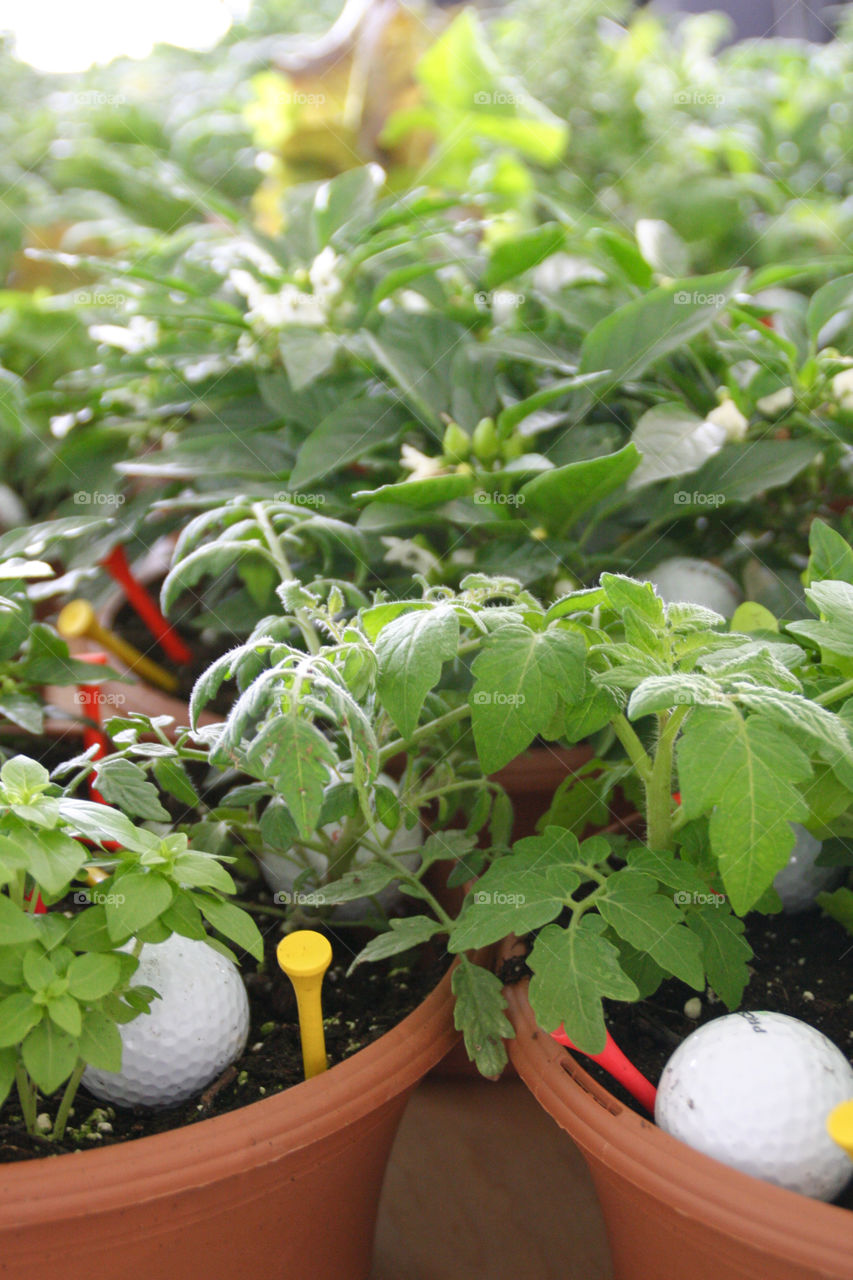 Golf balls and tees nestles into plants and pots containing herbs and tomato plants