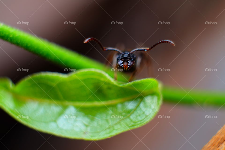 Ant black