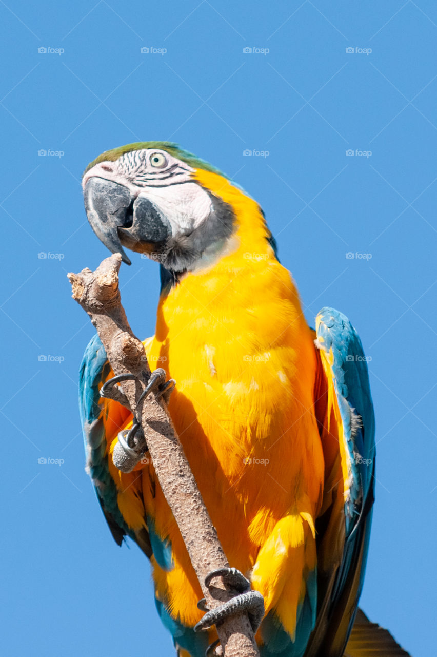 Macaw 