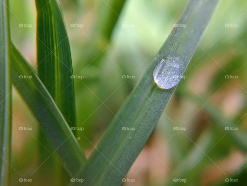 water drops and grass