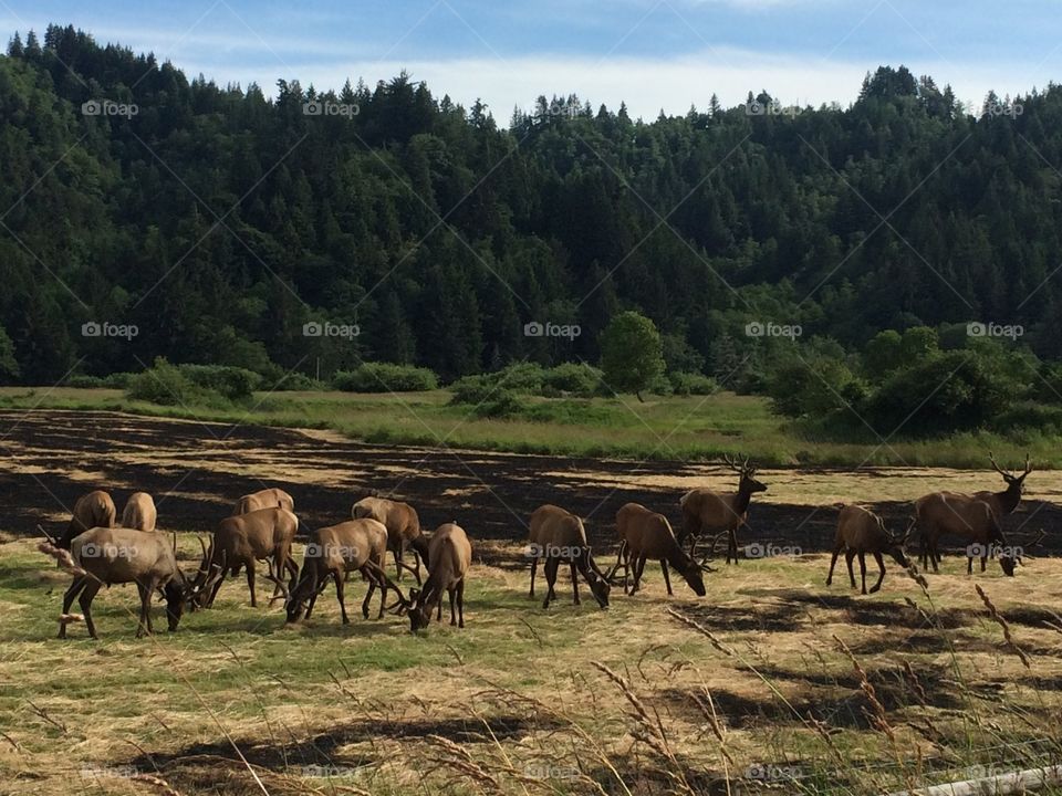 Elk watch landing in Oregon