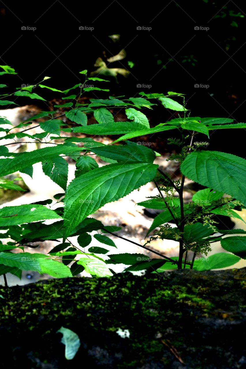 Forest floral fauna delicate