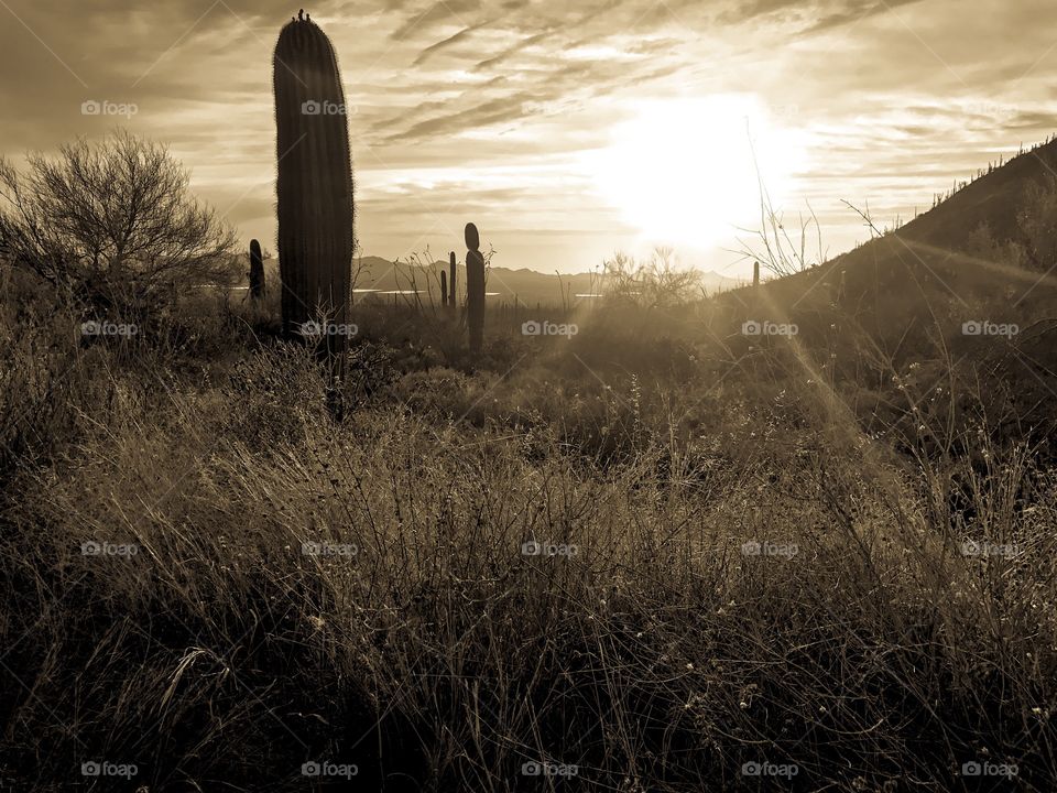 Nature - Desert Landscape 