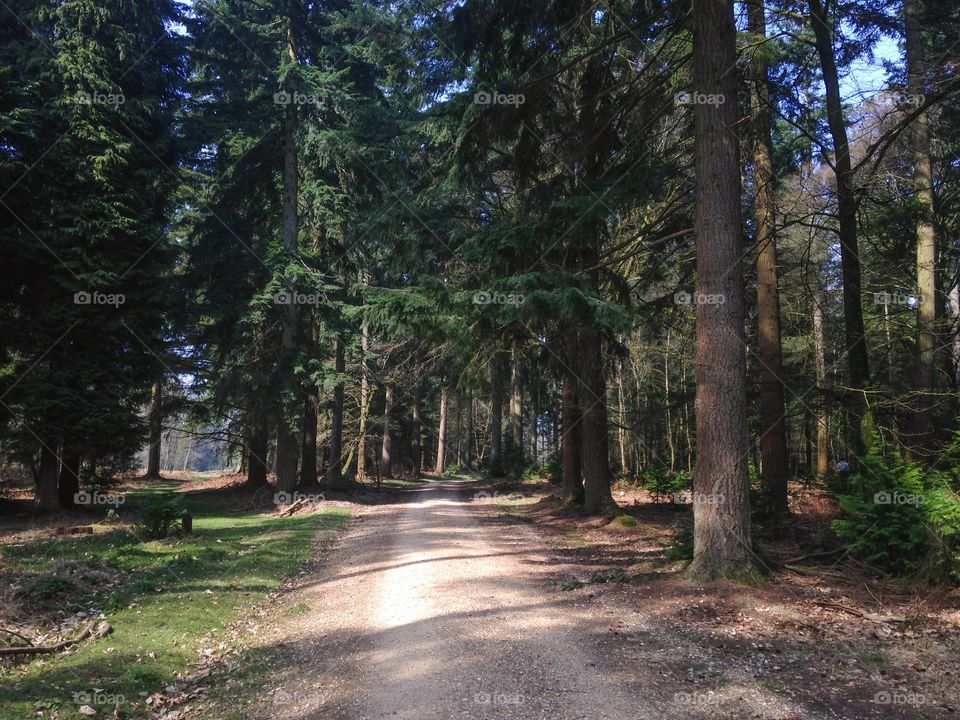 Walk in the woods. New Forest