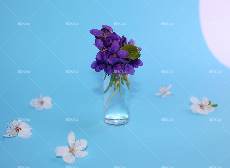 Close up of a small glass vase with first spring flowers,  violet flowers on the blue white background