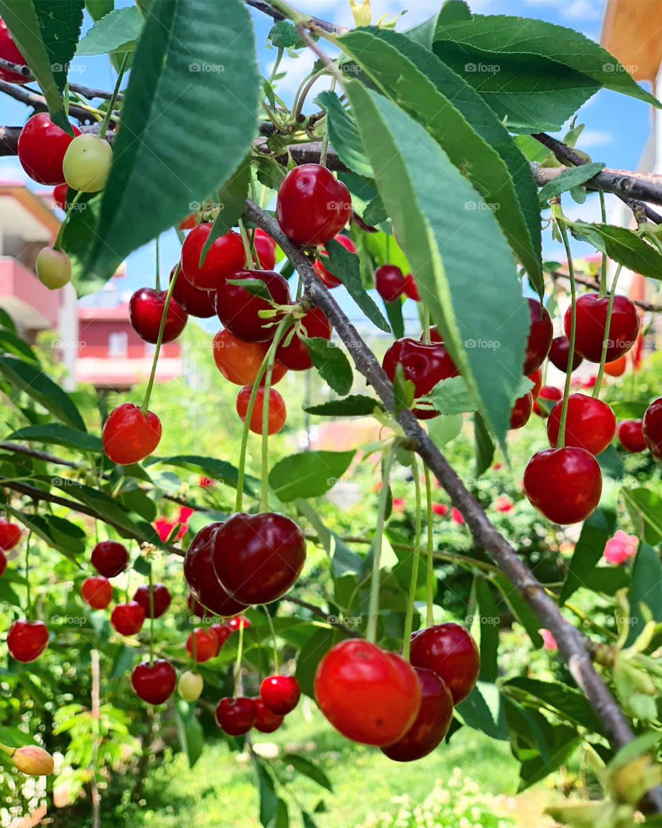 Cherry-picking 