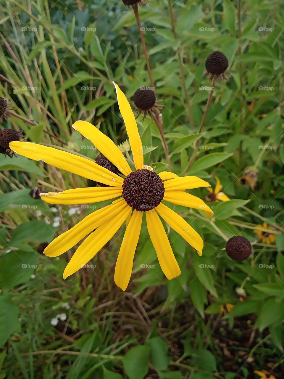 Prairie wildflower