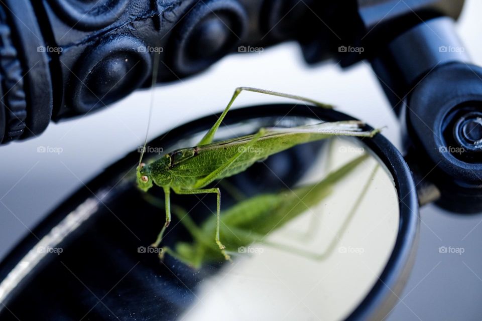 Grasshopper looking into a bicycle mirror, grasshopper lands on mirror, reflection of an insect, reflection of a grasshopper, green grasshopper peers into mirror, grasshopper reflection