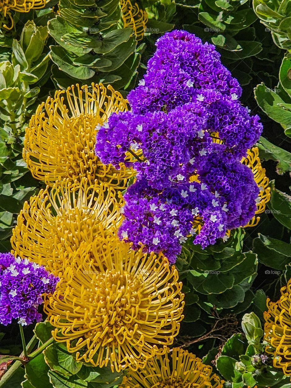 stunning purple and yellow flowers