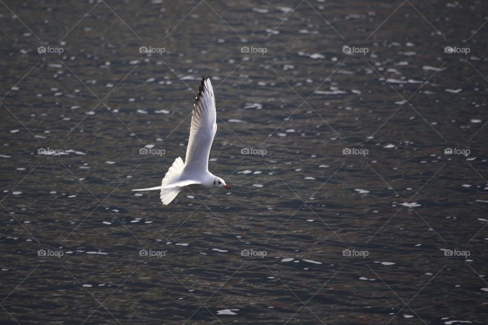 Seagull flying over lake