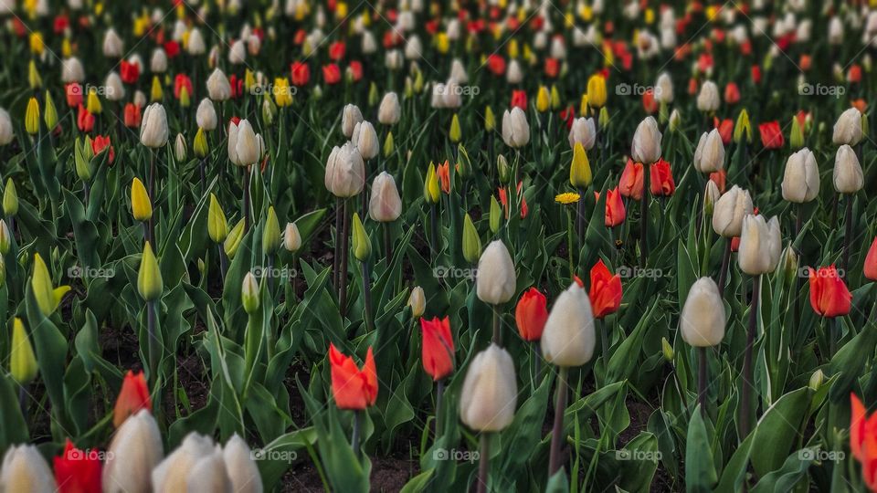 spring tulip field