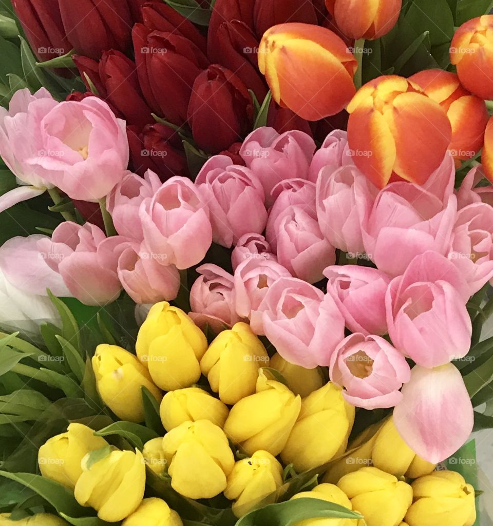Easter bouquet of tulip flowers a variety of colors , orange, yellow, red and pink 