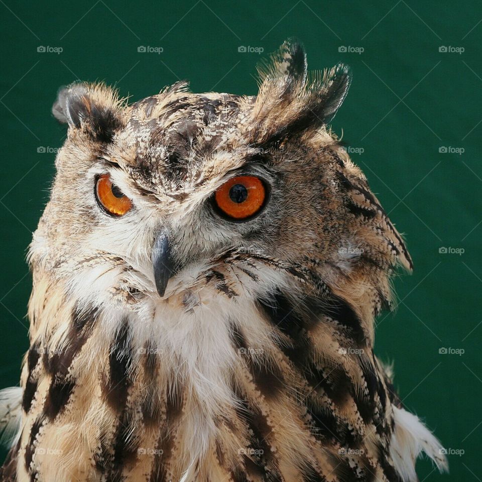 Owl / bird
