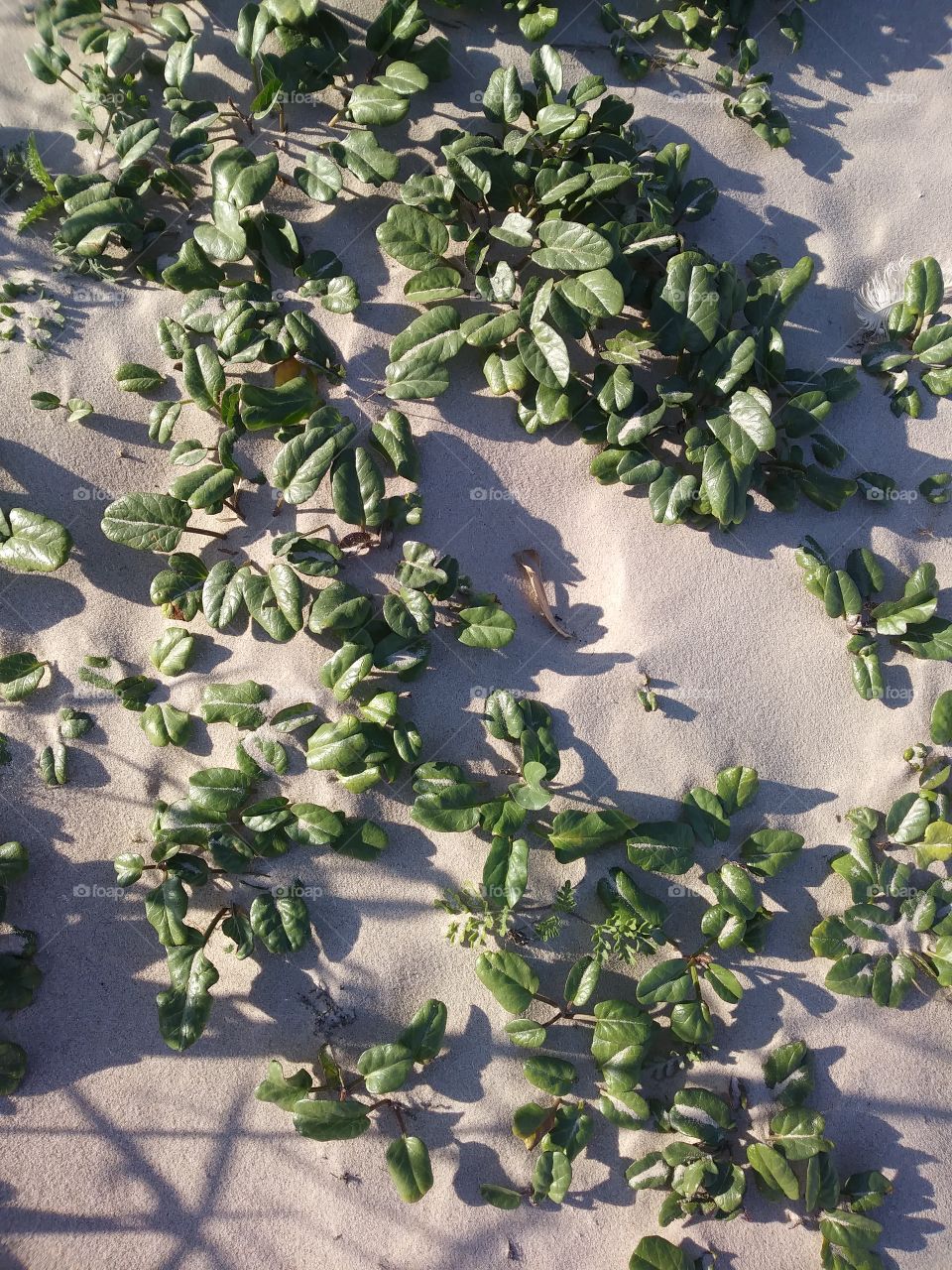 Close up of beautiful plants on the beach