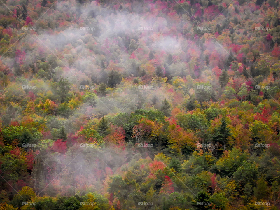 Misty Fall Colors