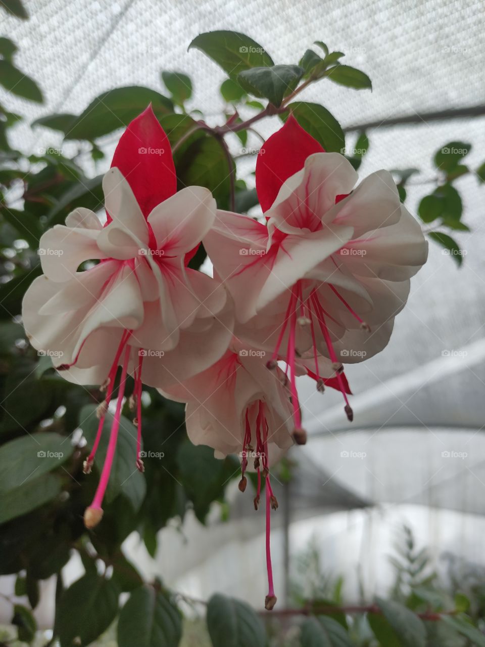 Flor branco e lilás