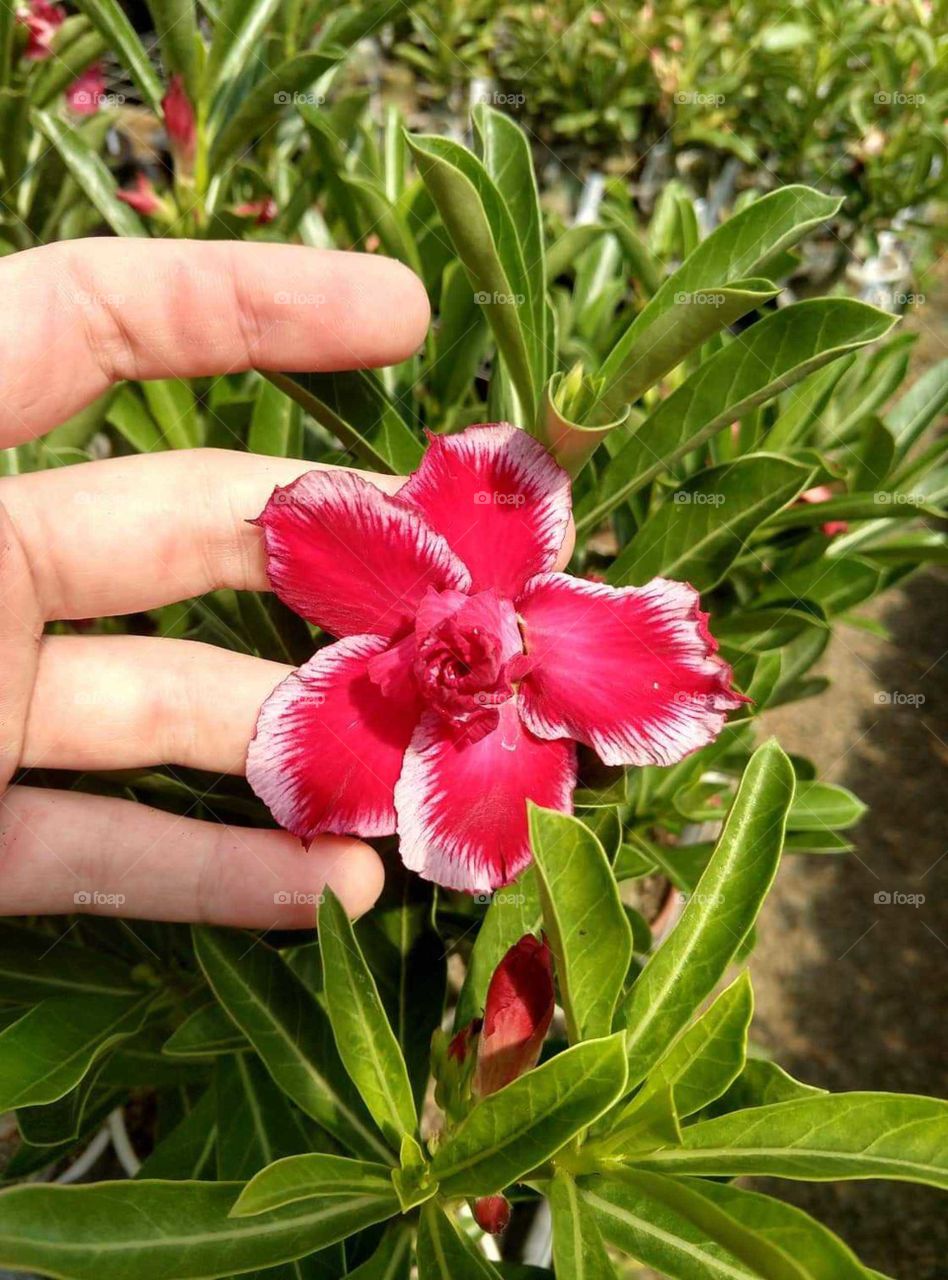 rosa do deserto 🌺🌸💮