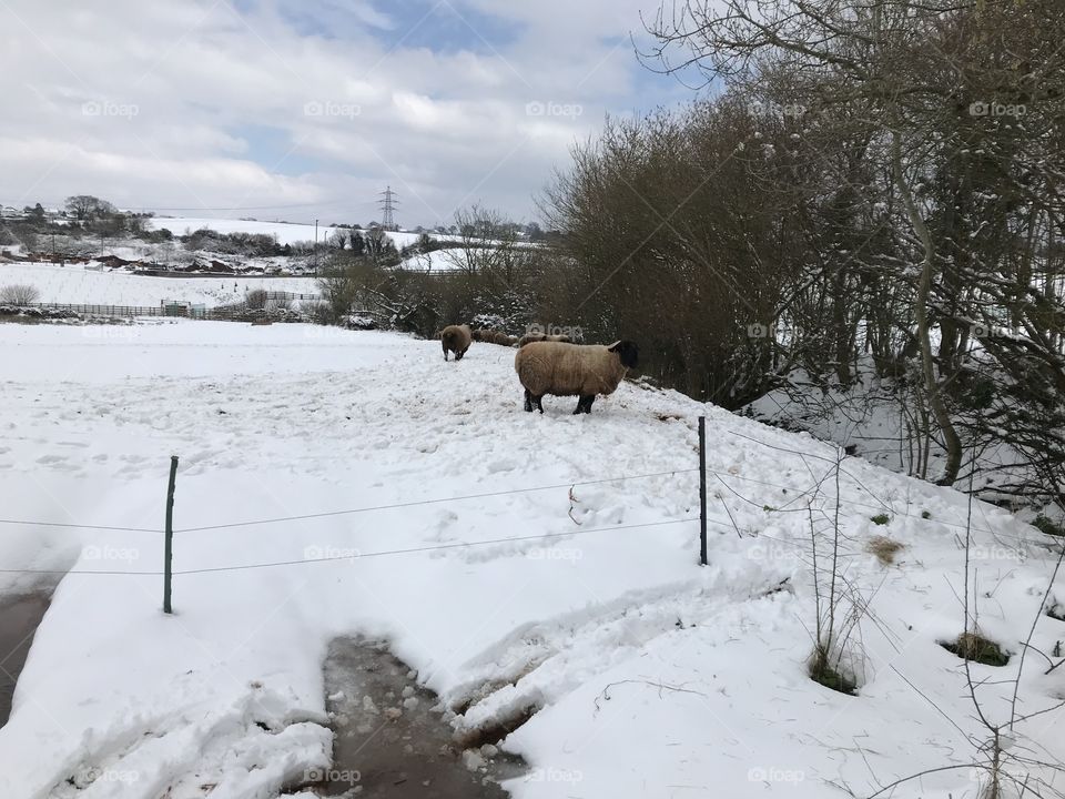 Very cold sheep on one of the coldest days of the Devon calendar.