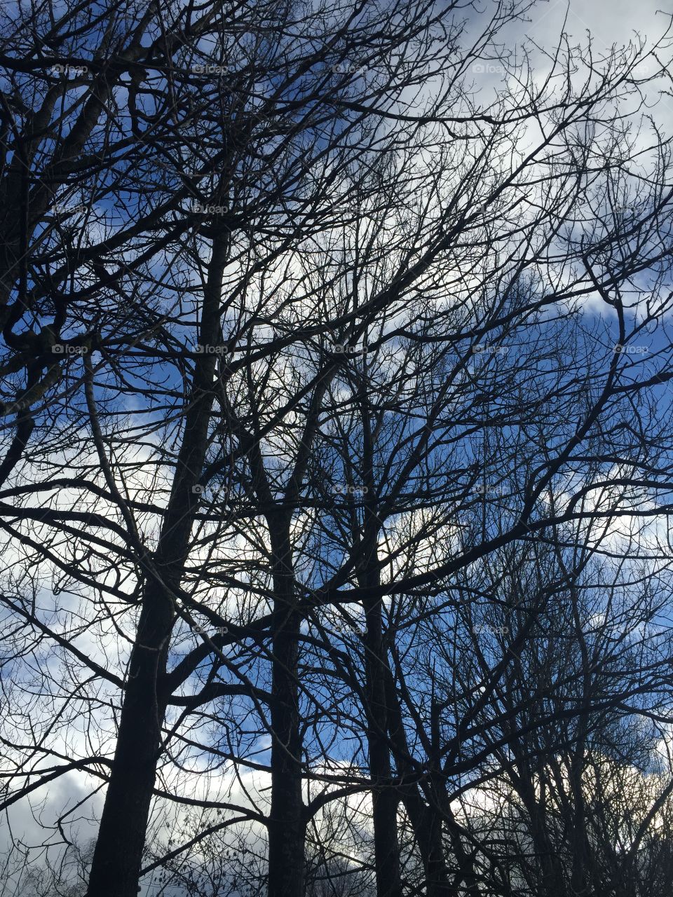 Barren tree against beautiful sky

