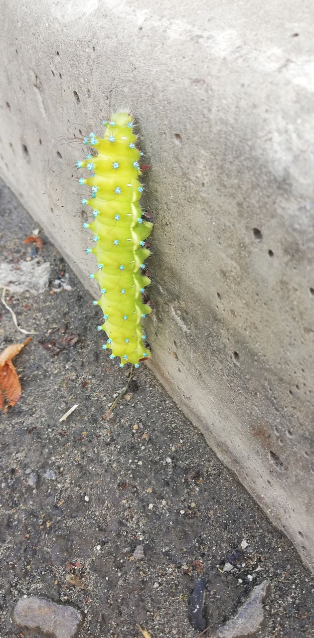 Caterpillar