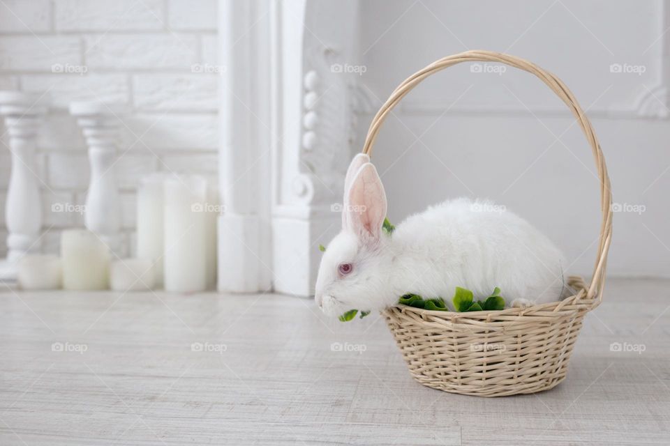 White rabbit in the basket in the white room