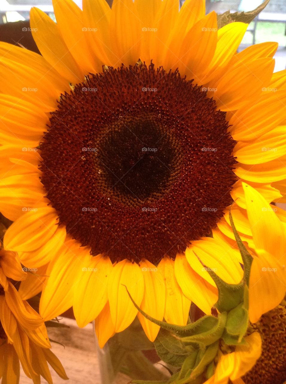 A close-up of a beautiful sunflower.