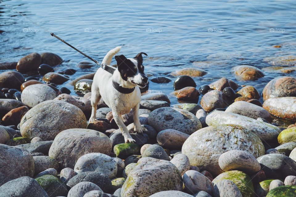 Jack russell at the ocean