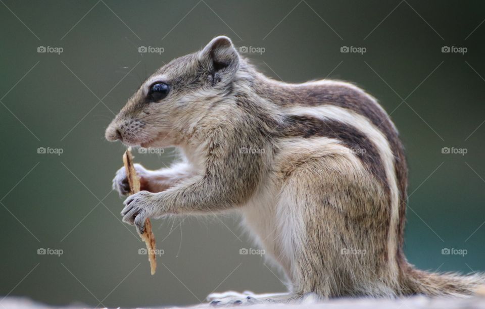 squirrel eating bread
cute squirrel or chipmunk eating bread.