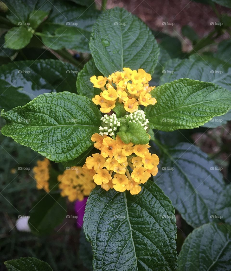 🌹 🇺🇸 Very beautiful flowers to brighten our day.  Live nature and its beauty. Did you like the delicate petals? / 🇧🇷 Flores muito bonitas para alegrar nosso dia. Viva a natureza e sua beleza. Gostaram das pétalas delicadas? 