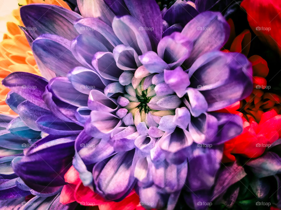 Close-up of chrysanthemum