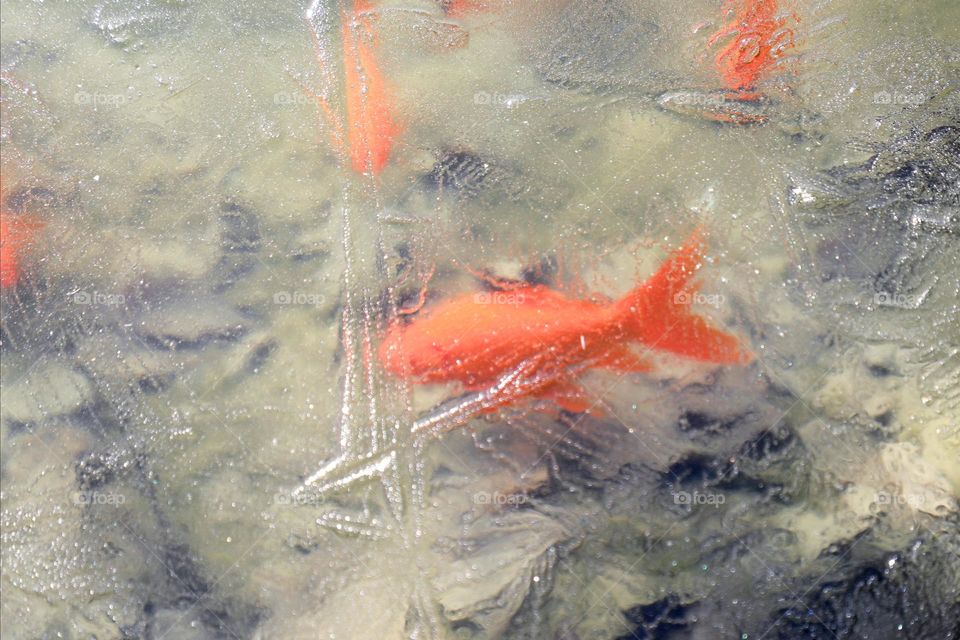 Goldfish under the ice