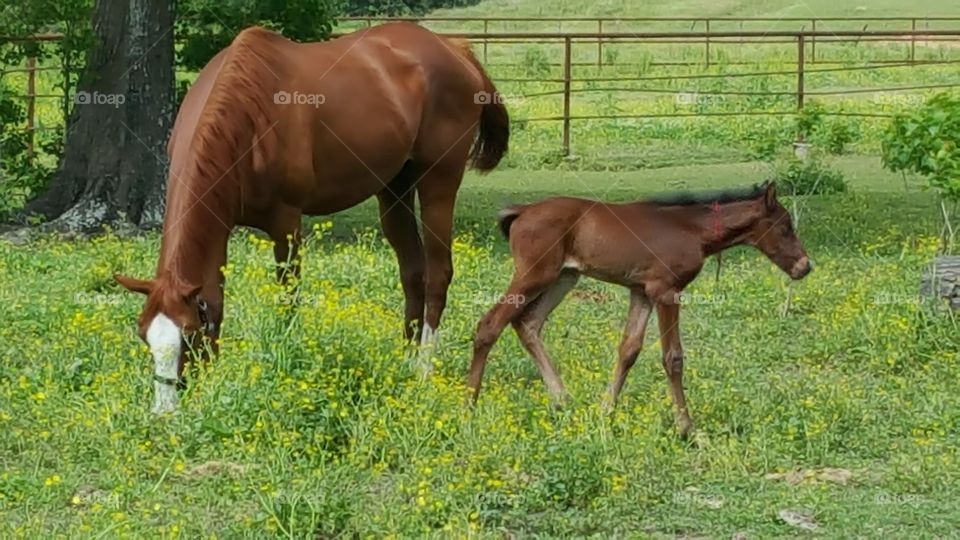 horses