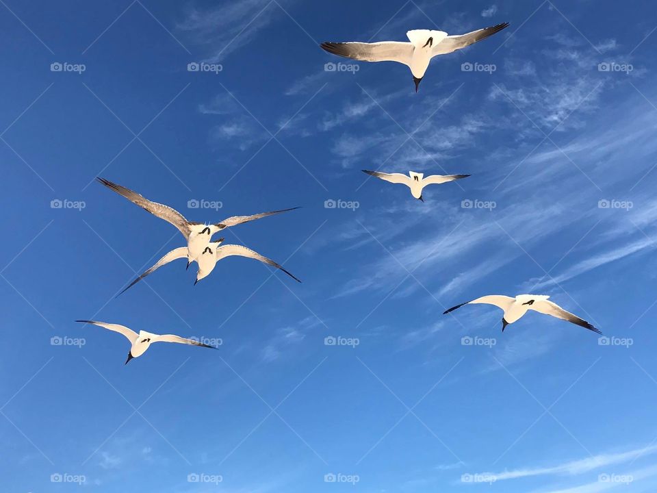 Gaviotas sobre el mar. 