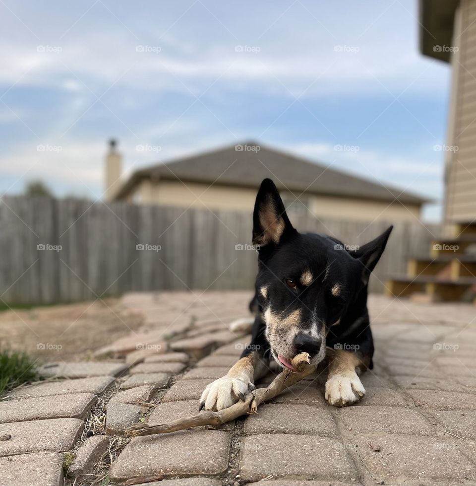 This husky/Shepard mix chewing on his favorite stick!